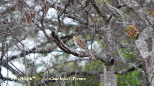 Striped Cuckoo - ML178448831