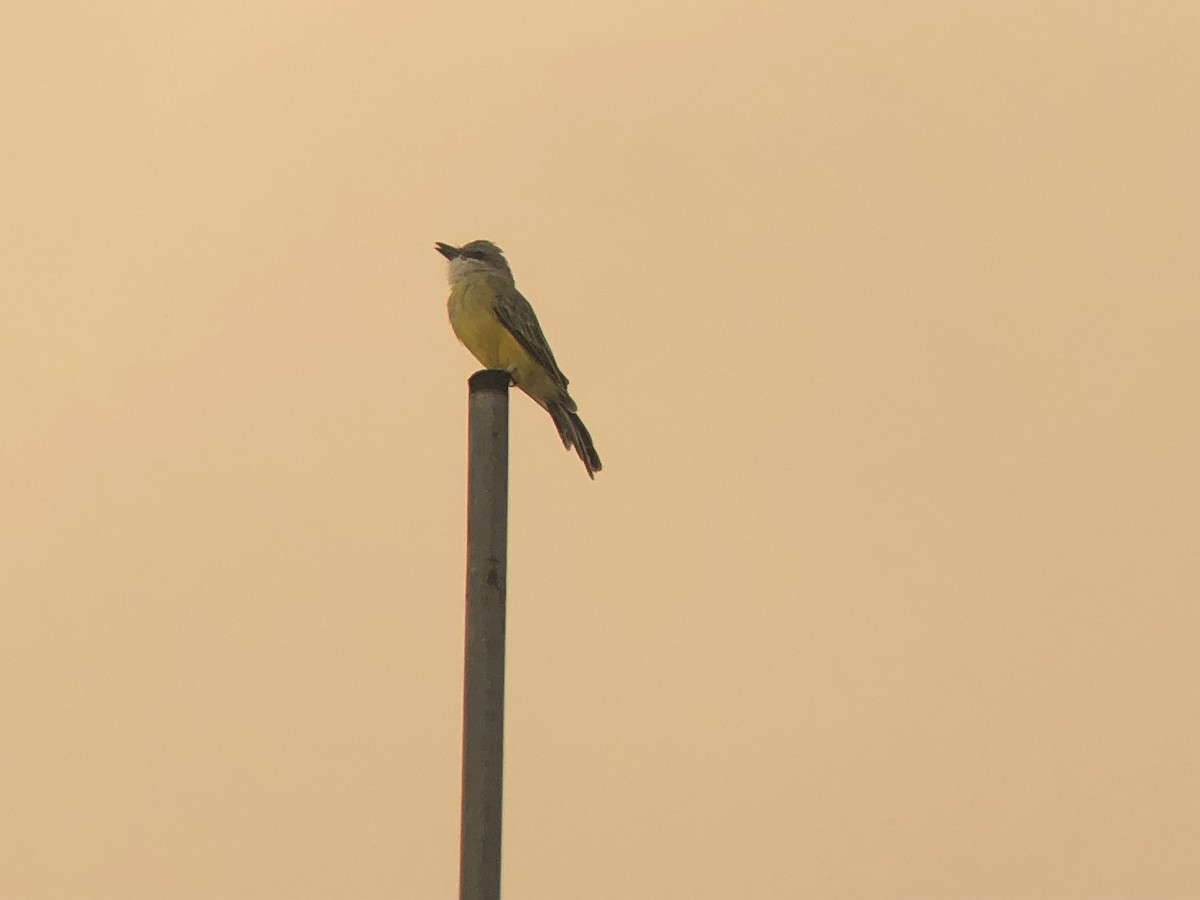 Tropical Kingbird - ML178449811