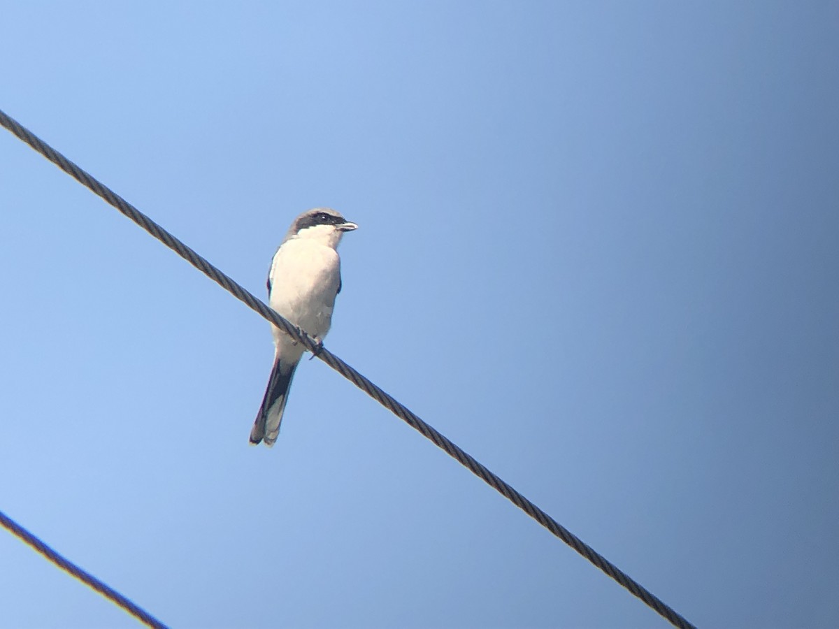Loggerhead Shrike - ML178449881