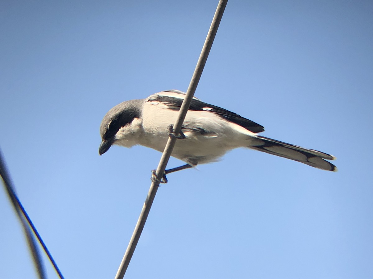 Loggerhead Shrike - ML178449911