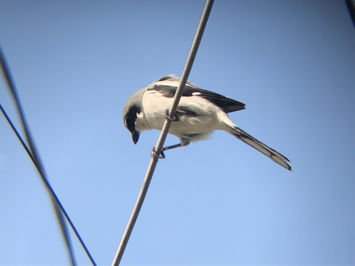 Loggerhead Shrike - ML178449941