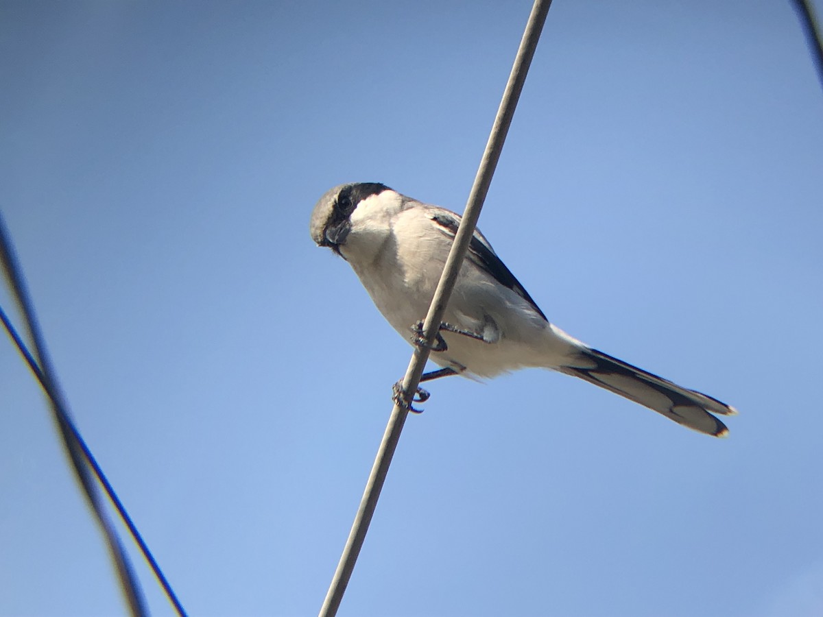 Loggerhead Shrike - ML178449971