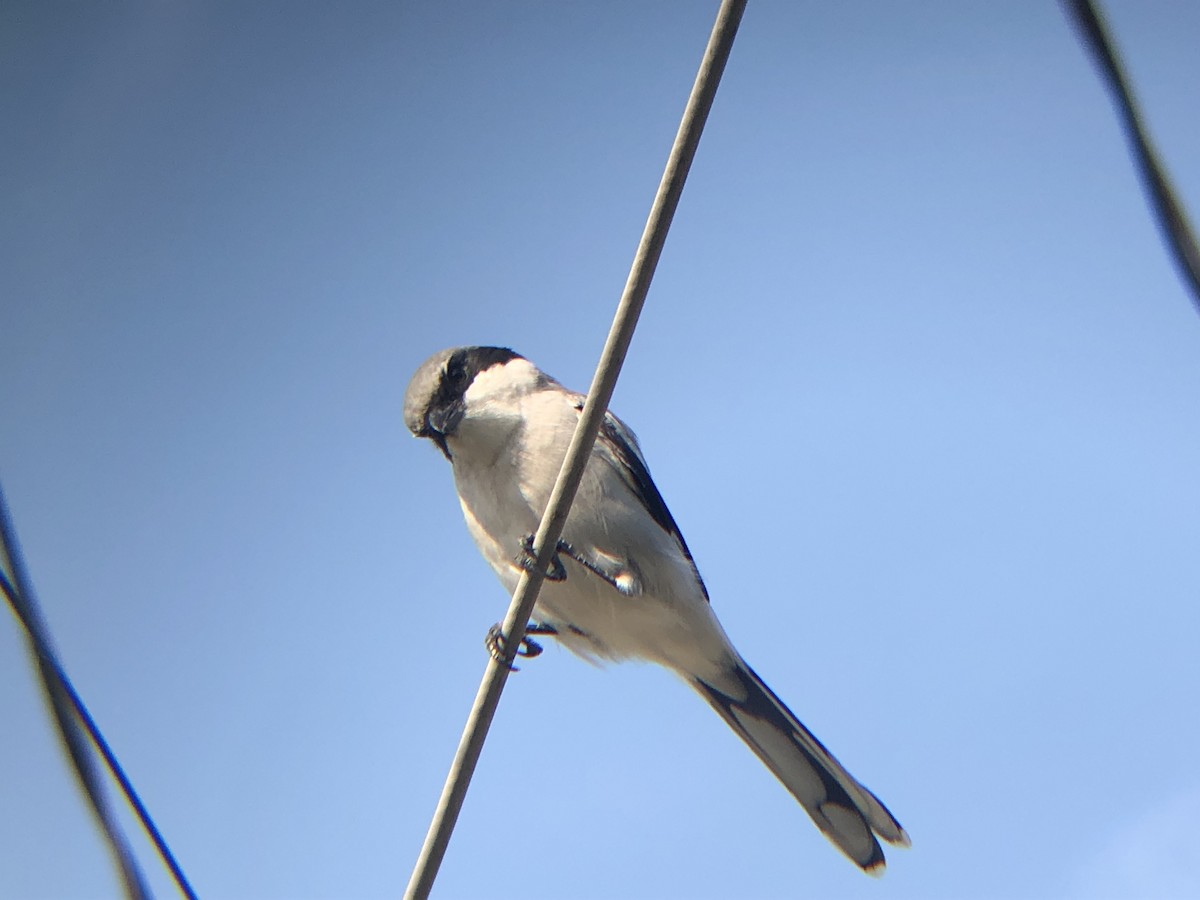 Loggerhead Shrike - ML178450001