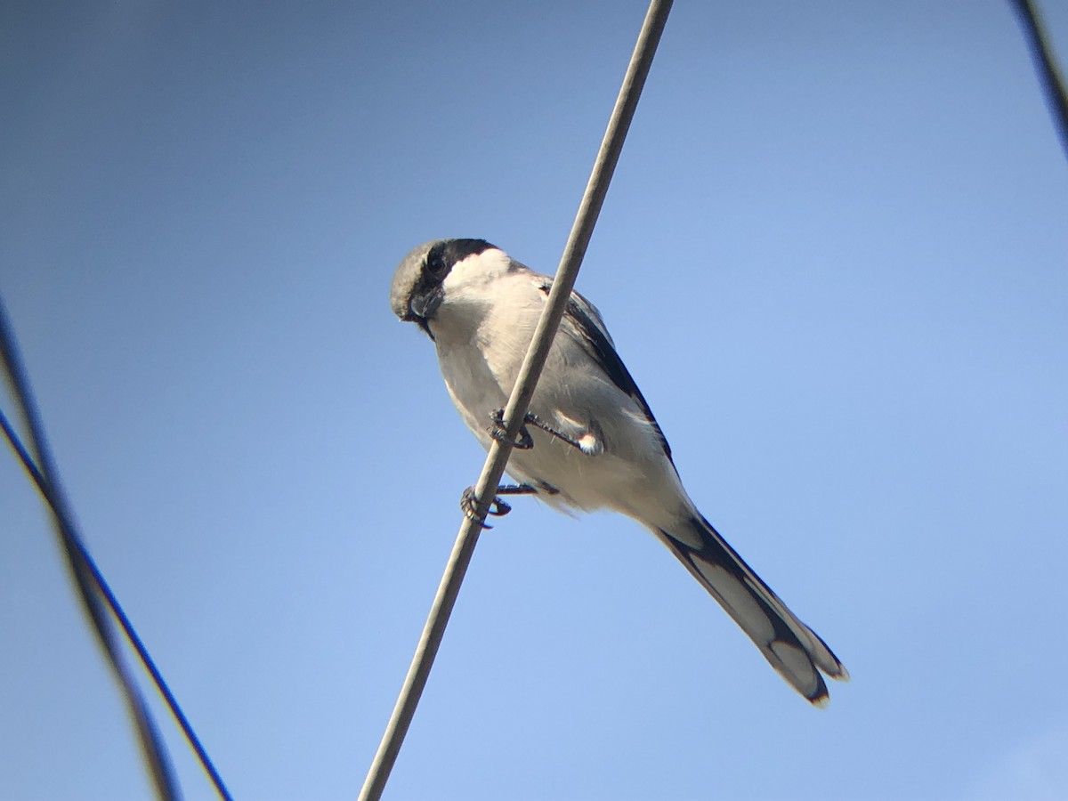 Loggerhead Shrike - ML178450021