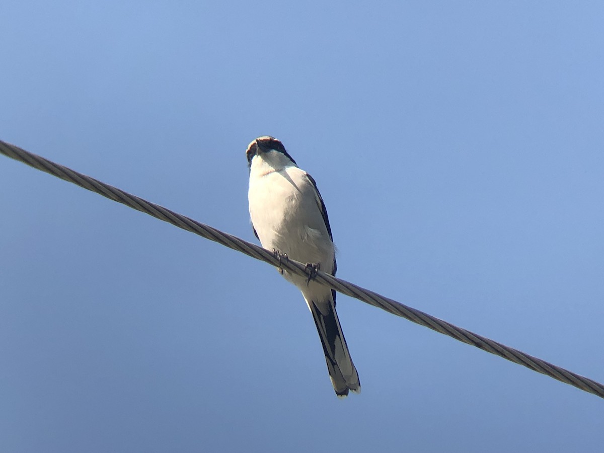 Loggerhead Shrike - ML178450071