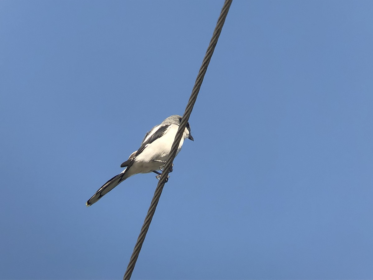Loggerhead Shrike - ML178450101