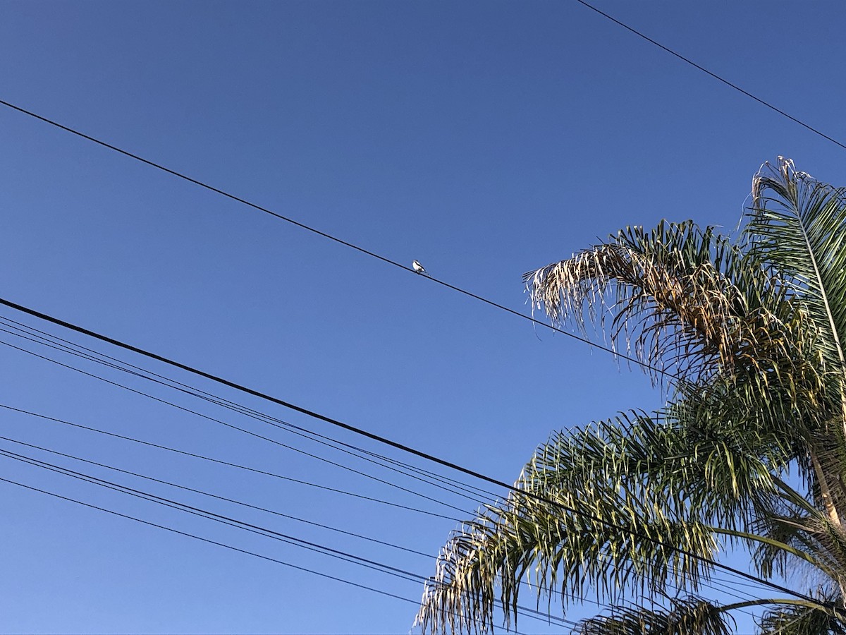 Loggerhead Shrike - ML178450111