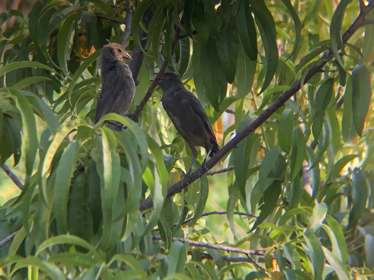 Bronzed Cowbird - ML178450191