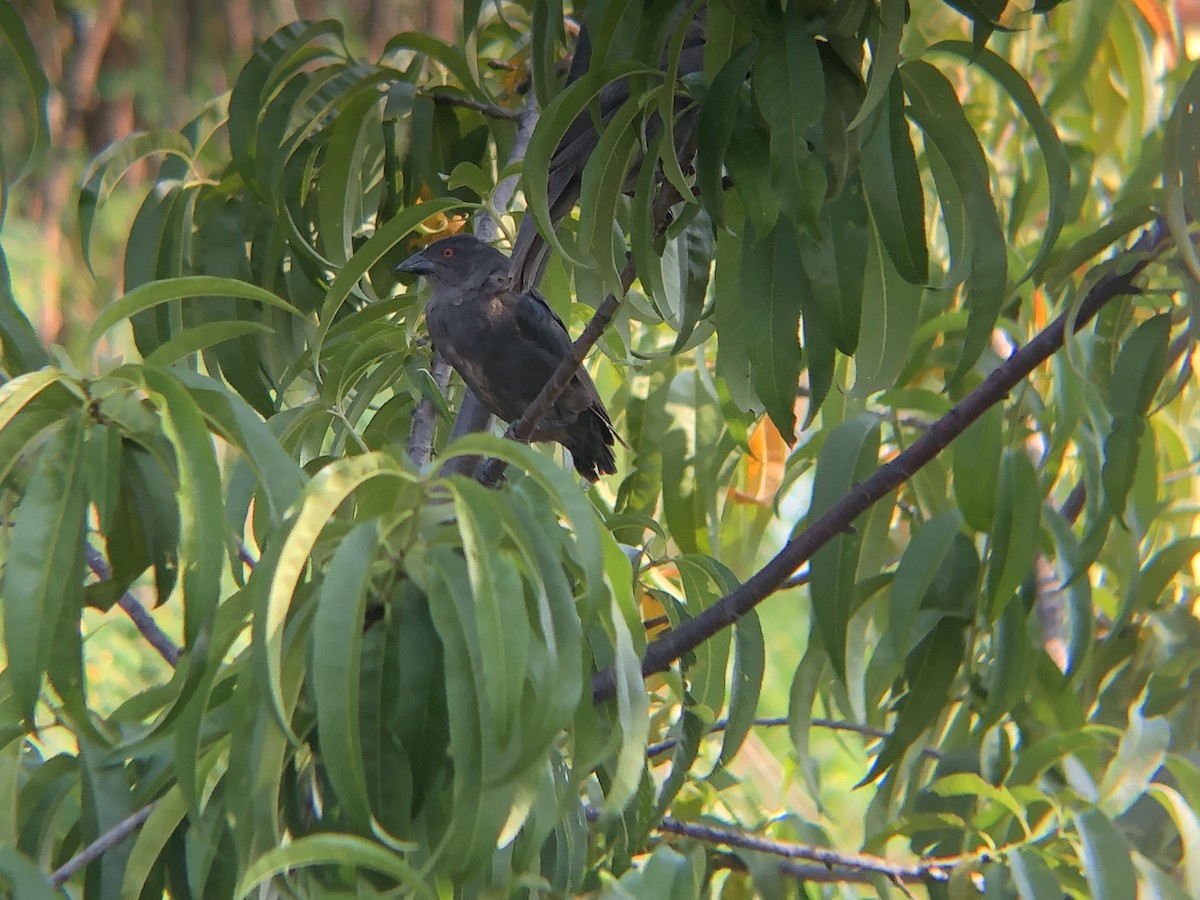 Bronzed Cowbird - ML178450201