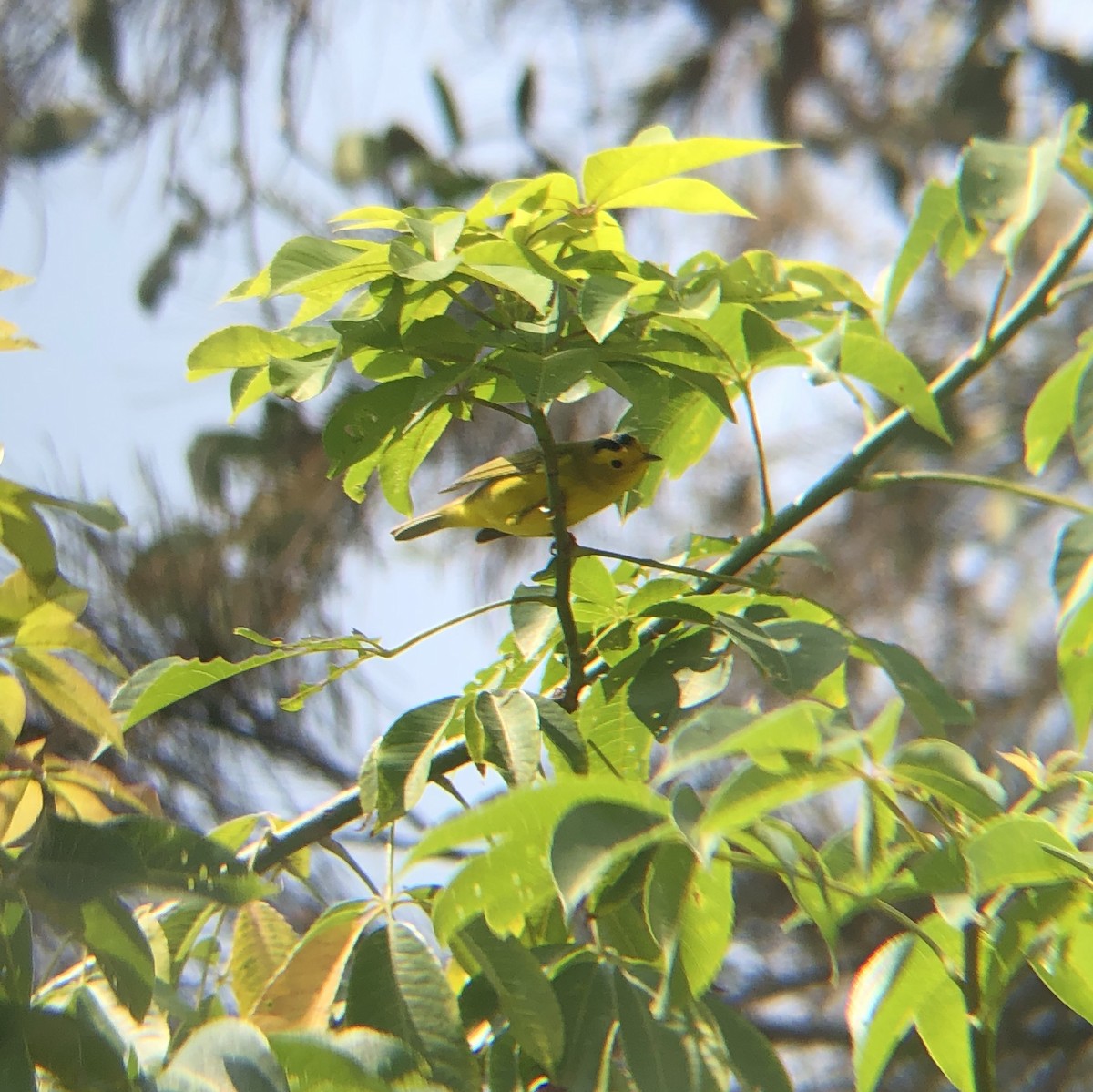 Wilson's Warbler - ML178450231