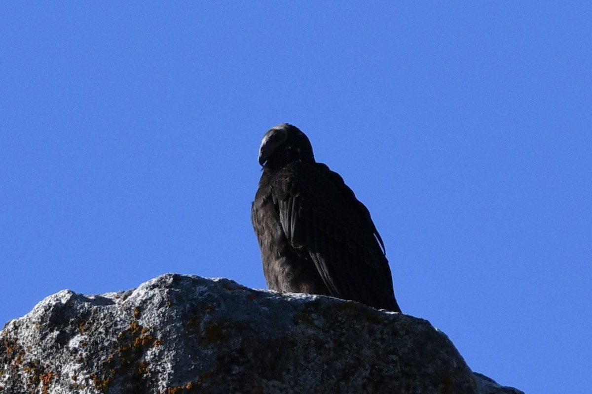 Turkey Vulture - ML178450981