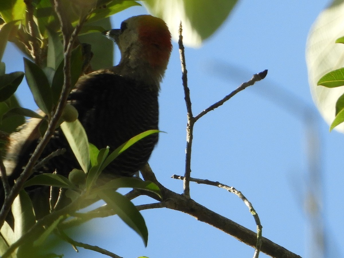 Yucatan Woodpecker - Brenda Aburto