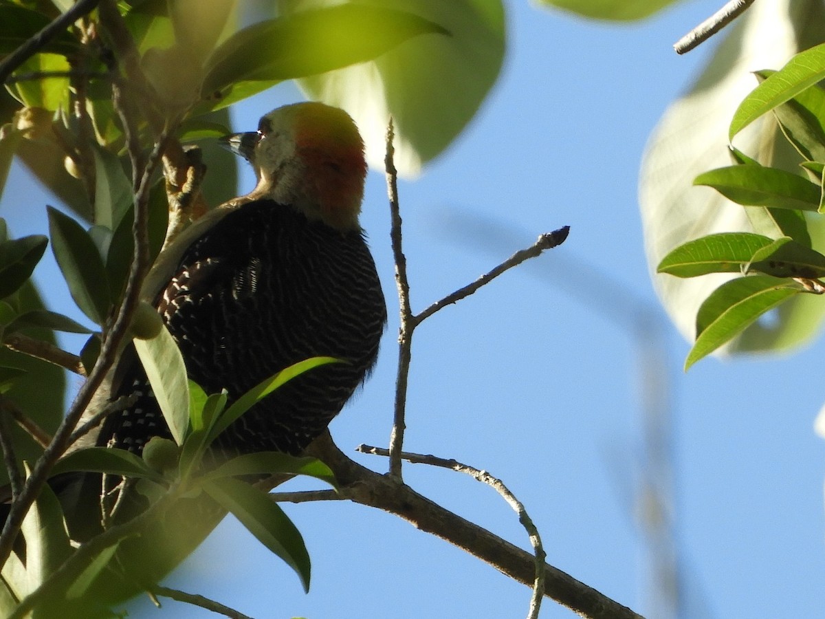 Yucatan Woodpecker - Brenda Aburto