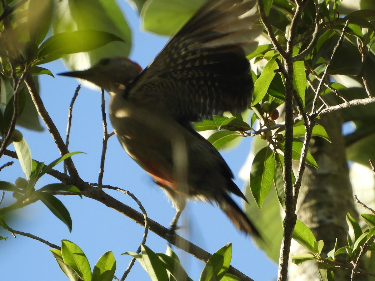 Yucatan Woodpecker - Brenda Aburto