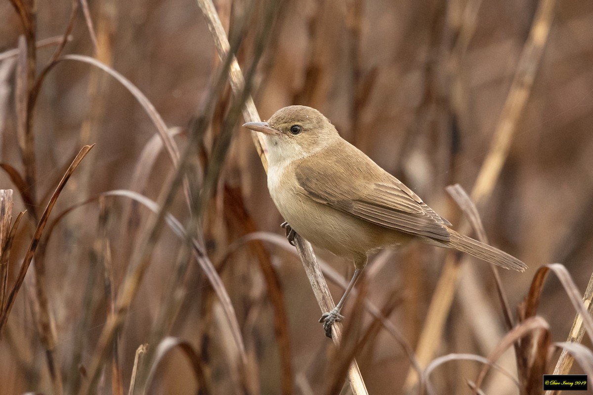 Australian Reed Warbler - ML178452351