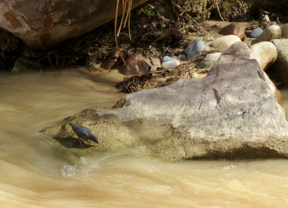 American Dipper - ML178453001