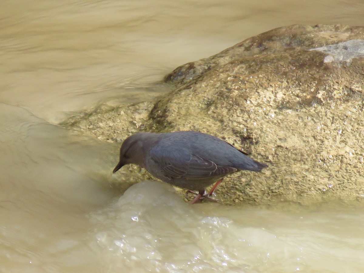 American Dipper - ML178453021
