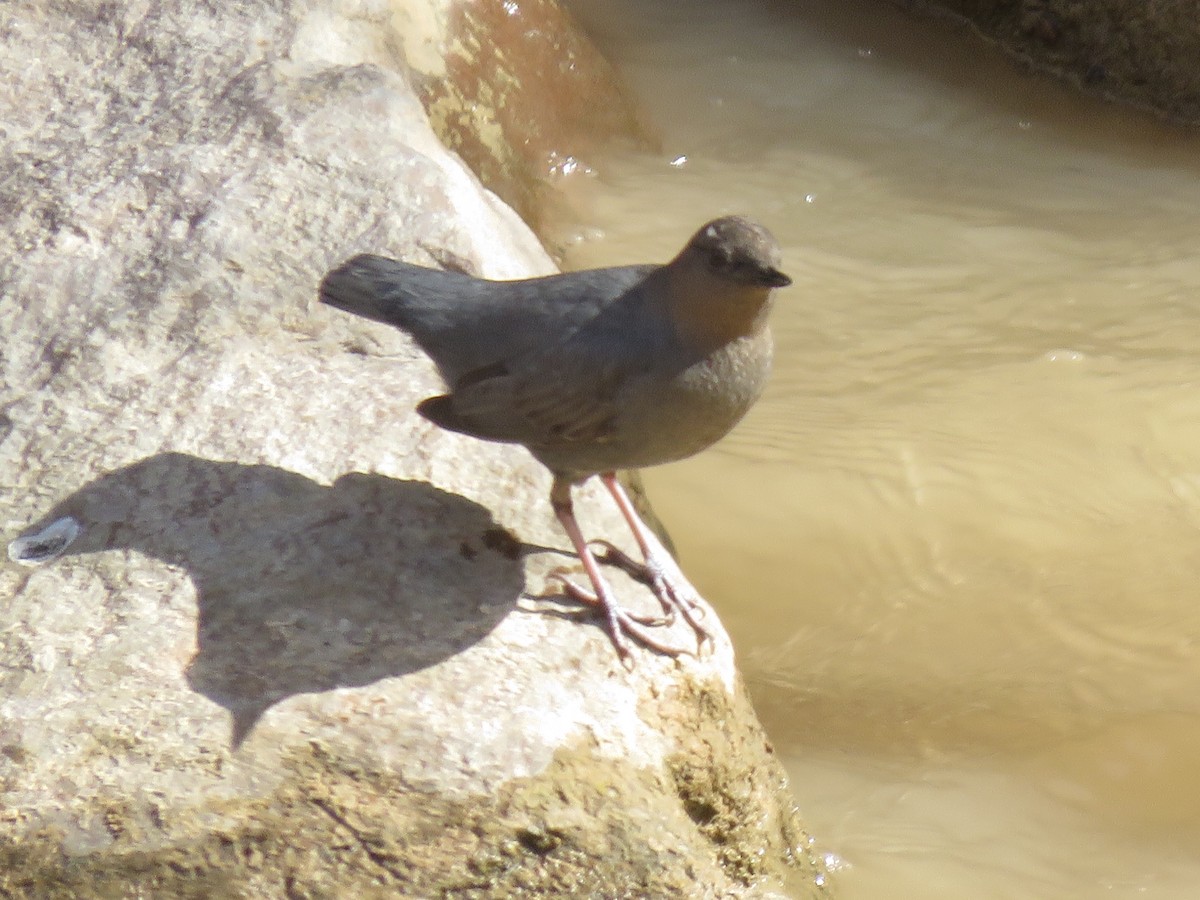 American Dipper - ML178453041