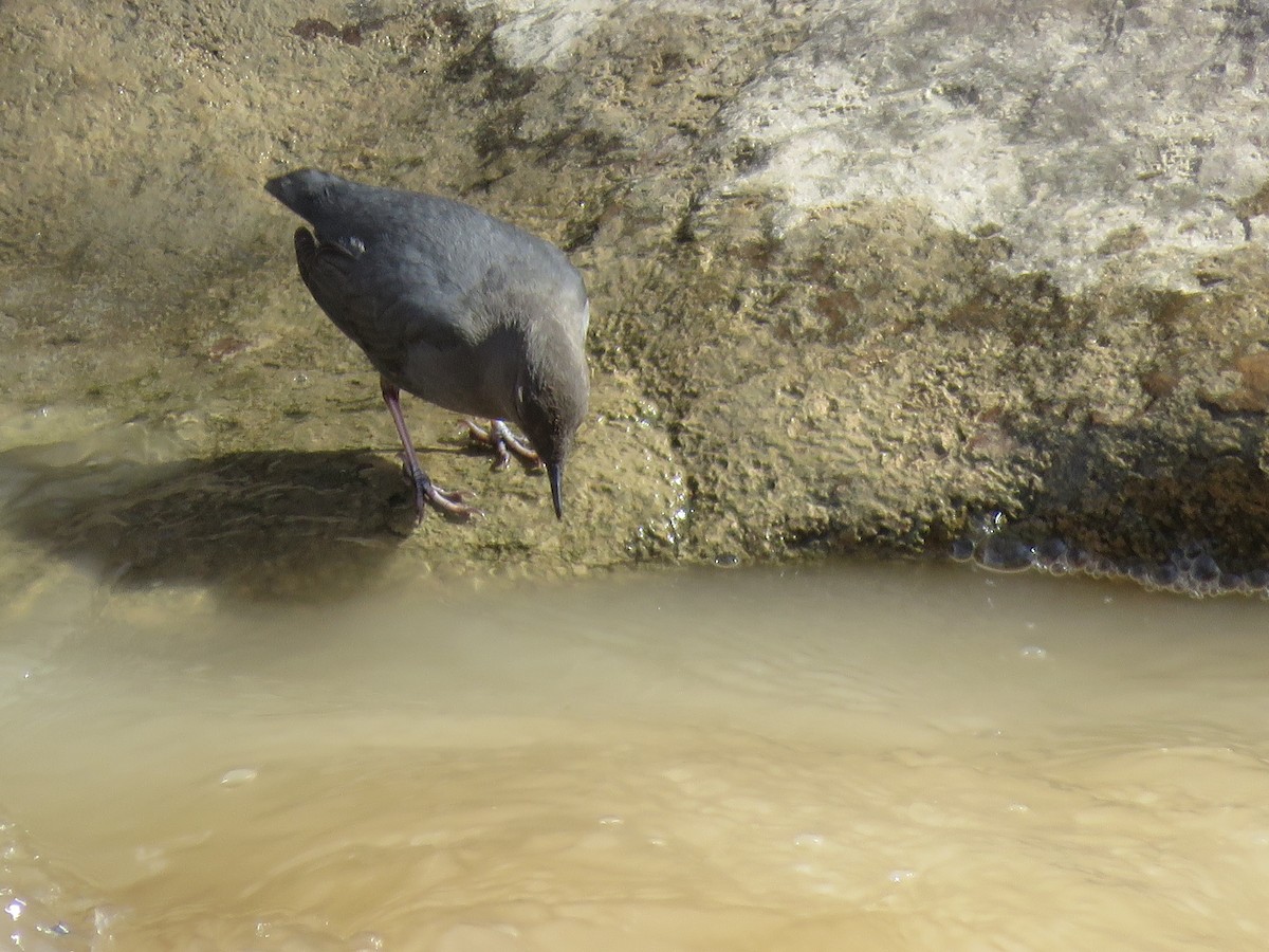 American Dipper - ML178453081