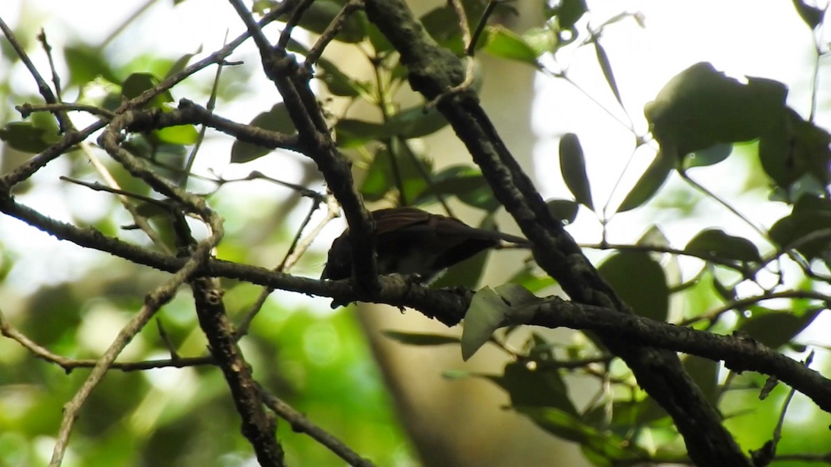 paradise-flycatcher sp. - Pauline Carmel Eje