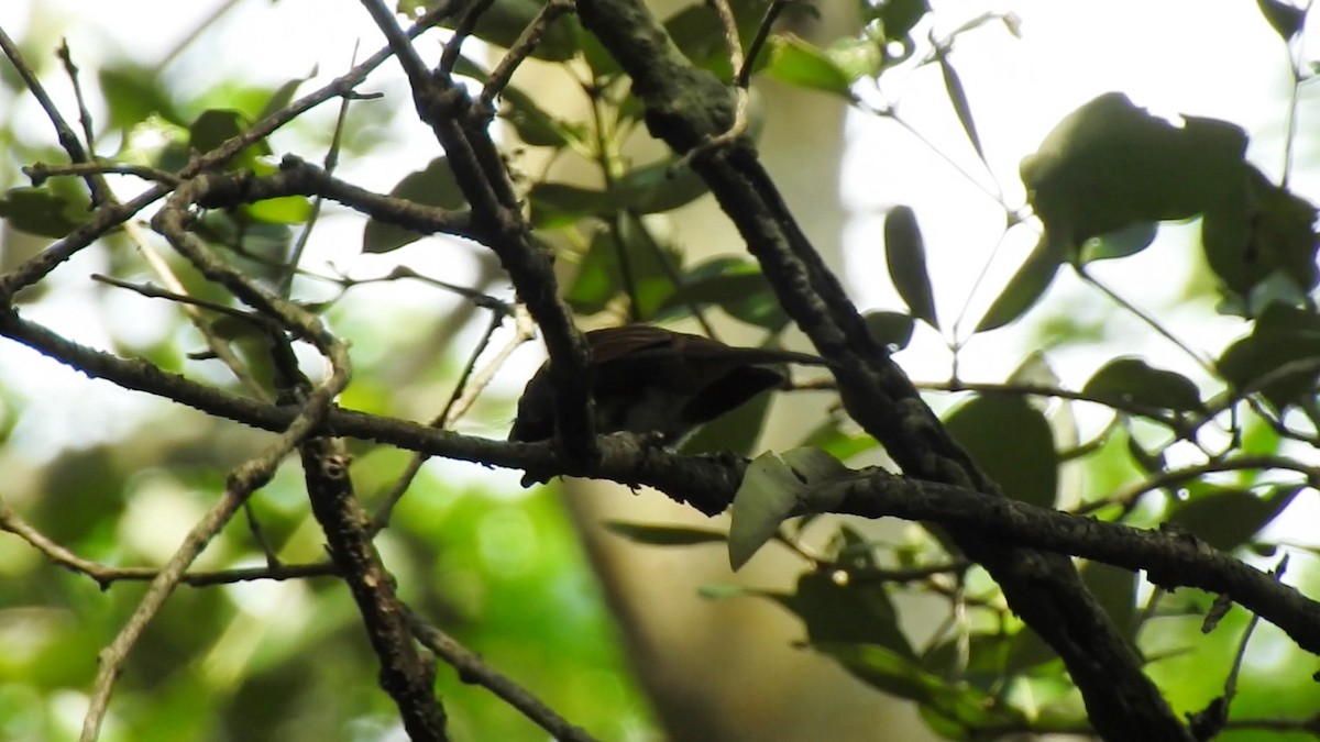 paradise-flycatcher sp. - ML178453921