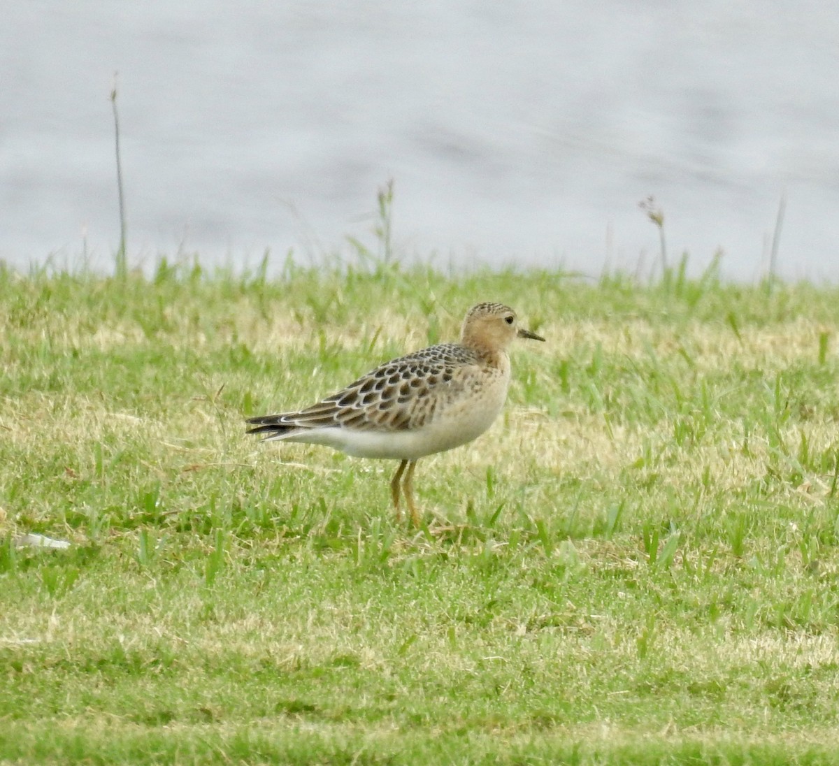 Buff-breasted Sandpiper - ML178454191