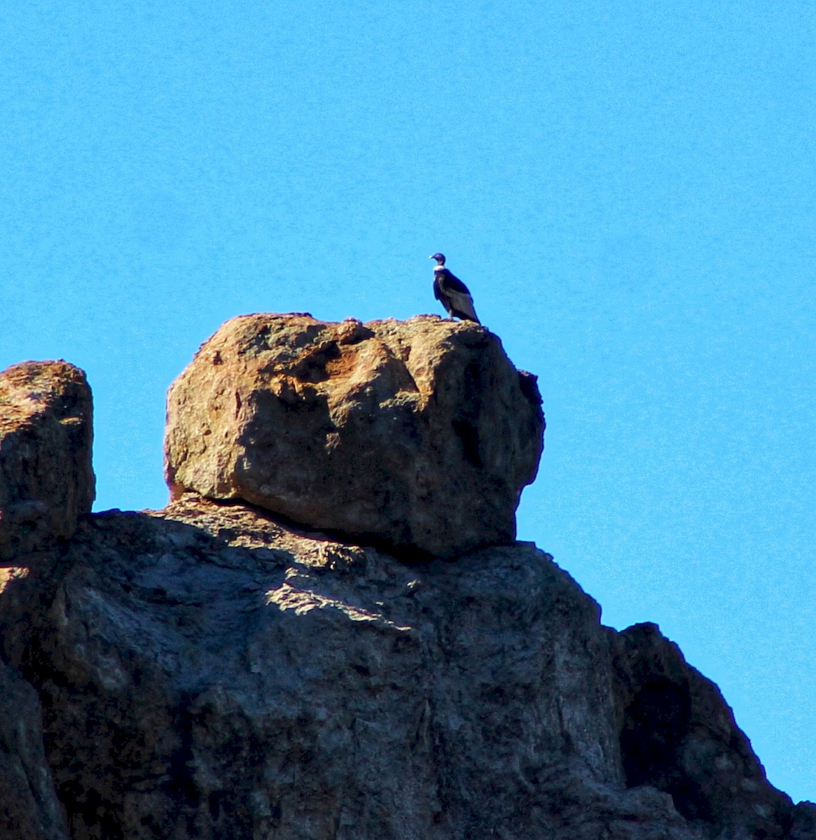 Andean Condor - ML178455781