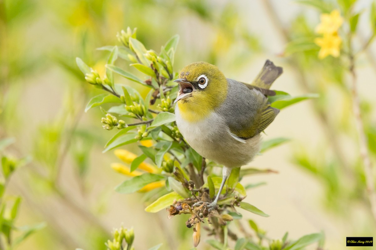 Silvereye - David Irving