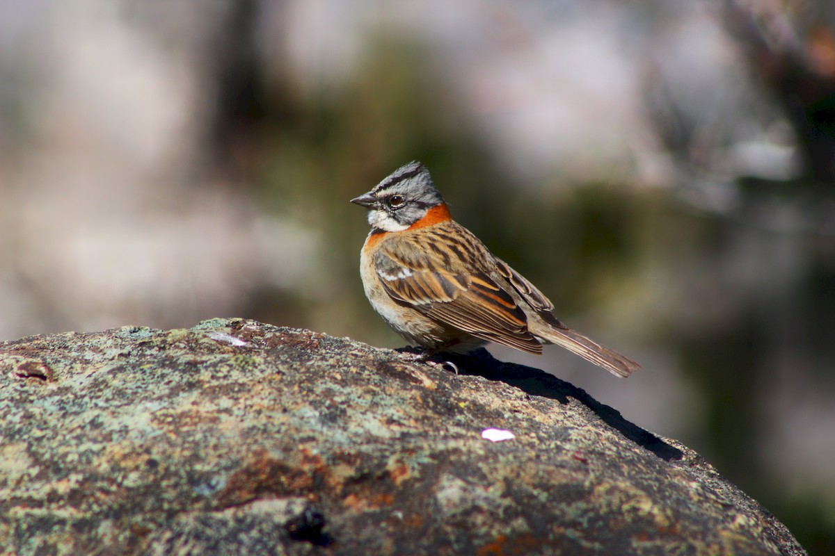 Rufous-collared Sparrow - ML178455961