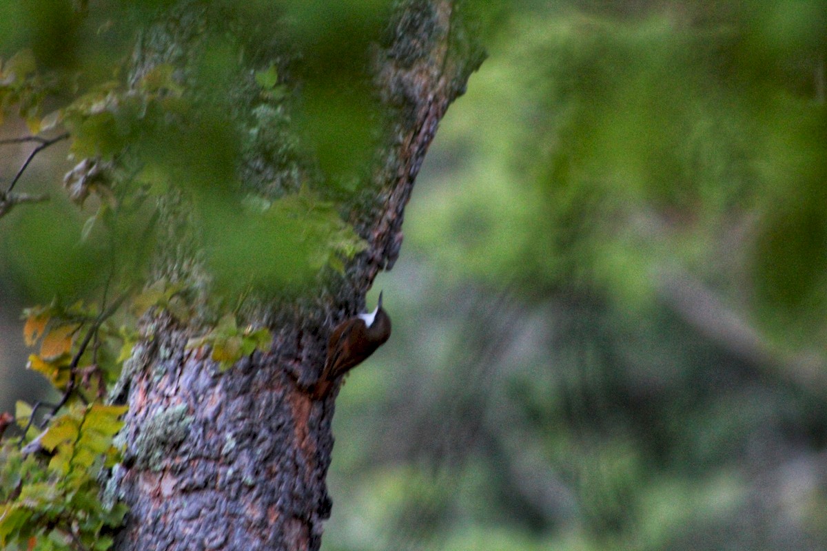White-throated Treerunner - ML178456051