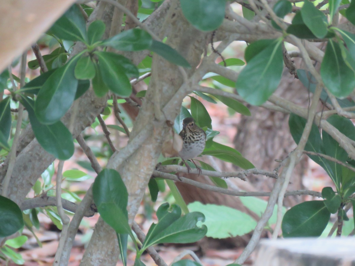 Swainson's Thrush - ML178458731