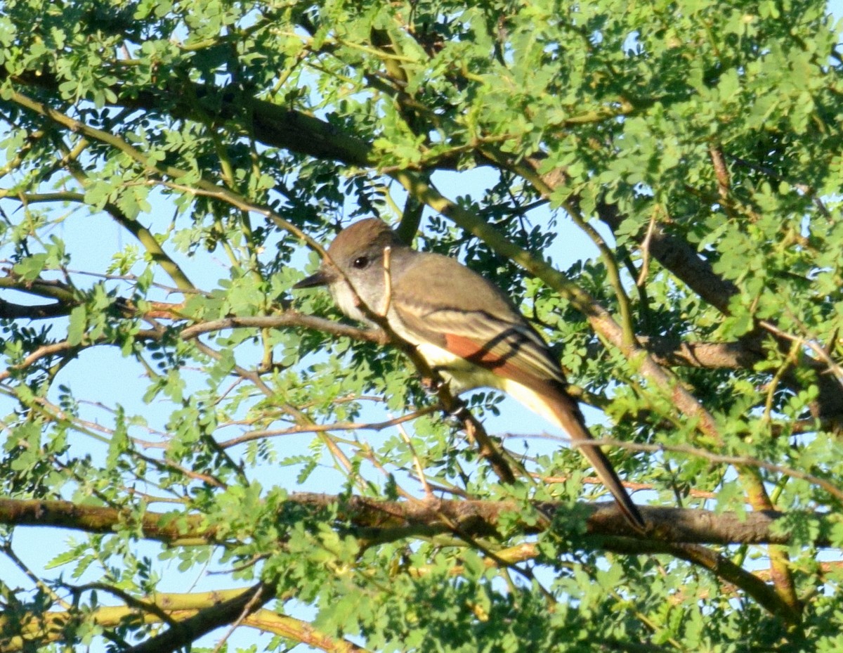 Brown-crested Flycatcher - ML178459401