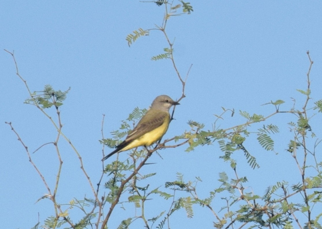 Western Kingbird - Mark Yoder