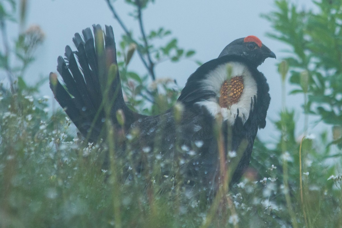 Gallo Fuliginoso - ML178460061