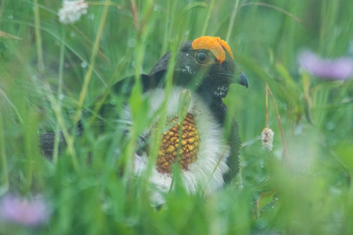 Gallo Fuliginoso - ML178460181