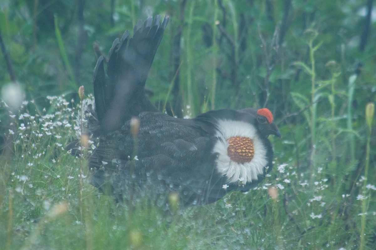 Gallo Fuliginoso - ML178460251