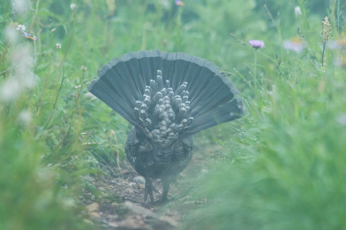 Sooty Grouse - ML178460371