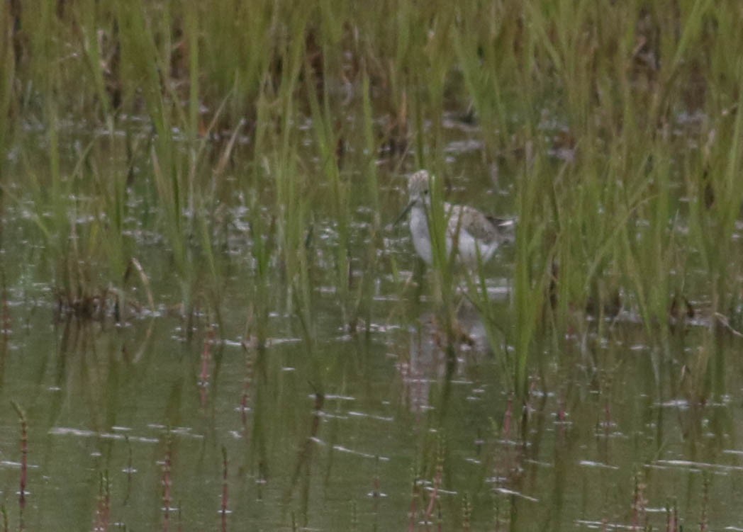 Marsh Sandpiper - ML178461021