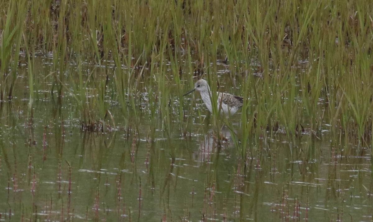 Marsh Sandpiper - Doug Gochfeld