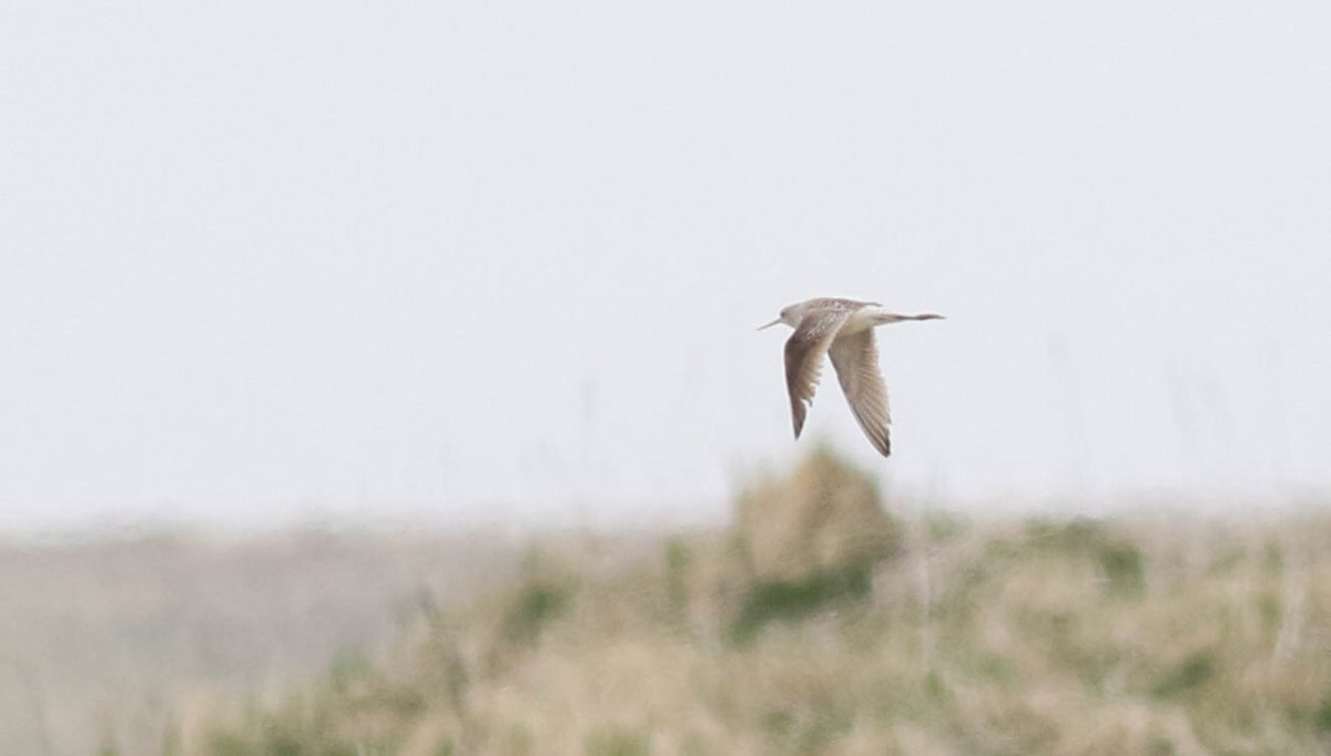 Marsh Sandpiper - Doug Gochfeld