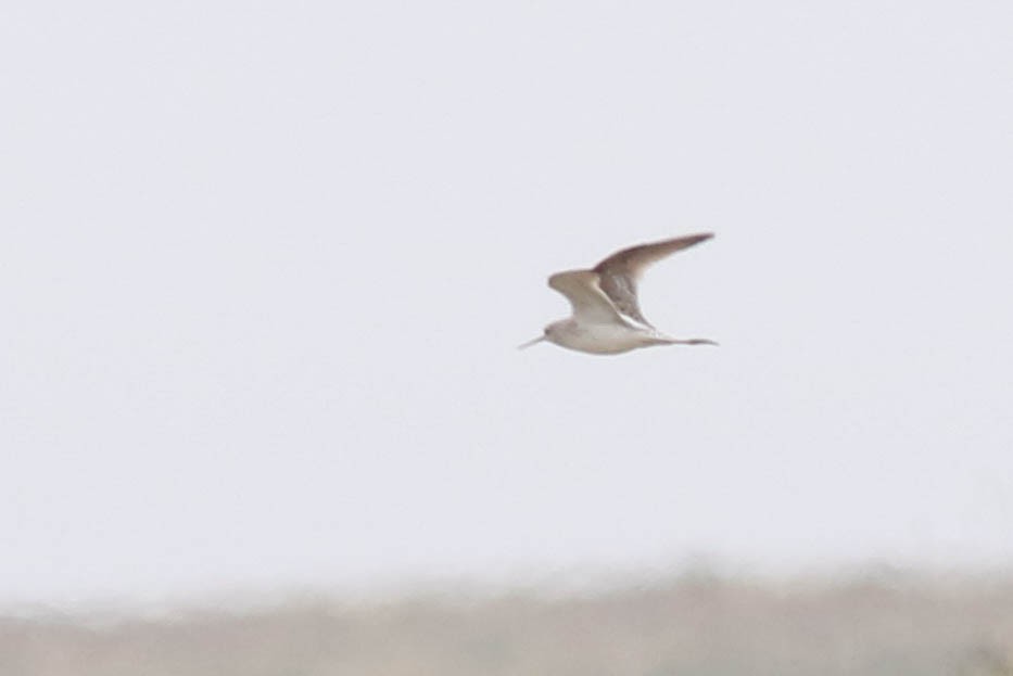 Marsh Sandpiper - ML178461081