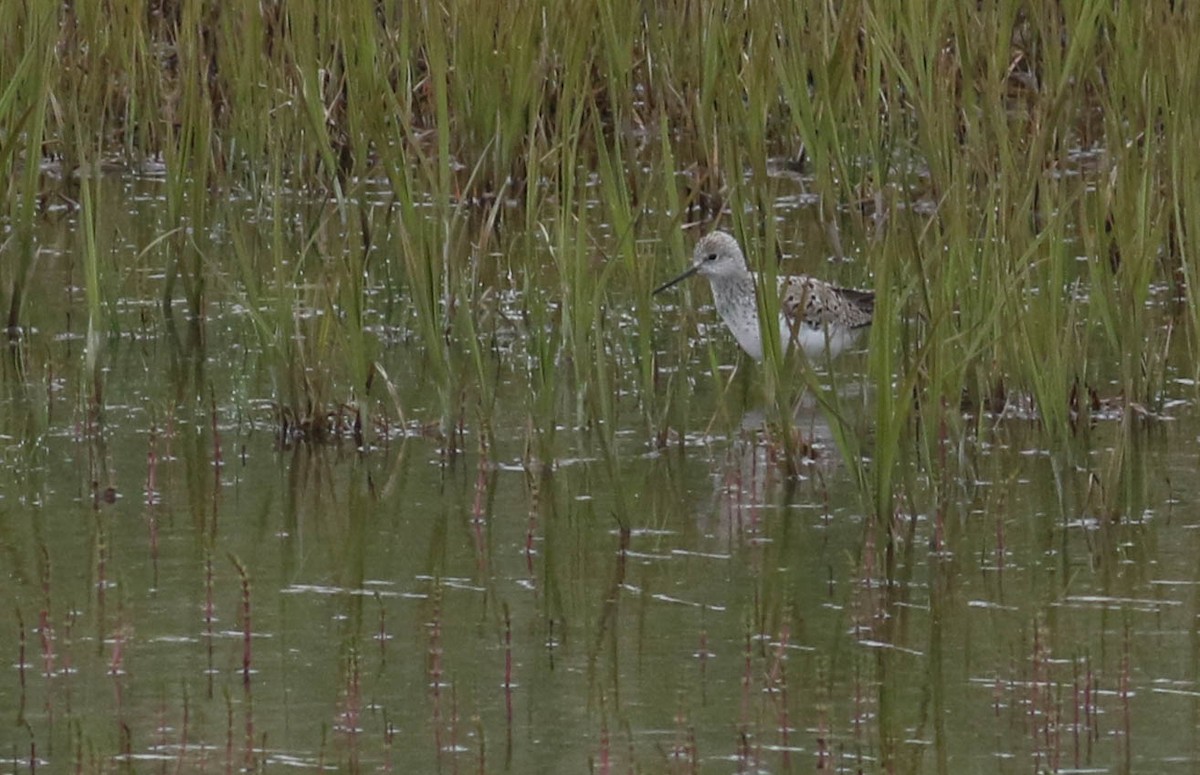 Marsh Sandpiper - Doug Gochfeld