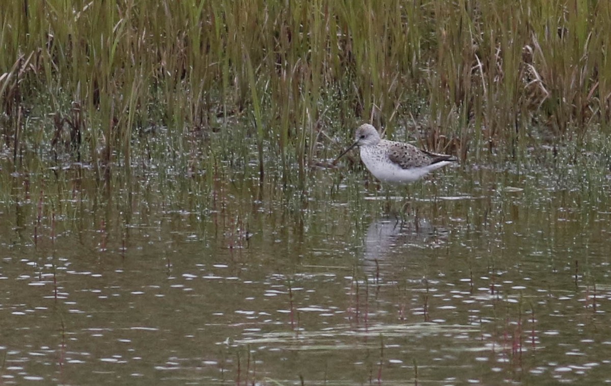 Marsh Sandpiper - ML178461121