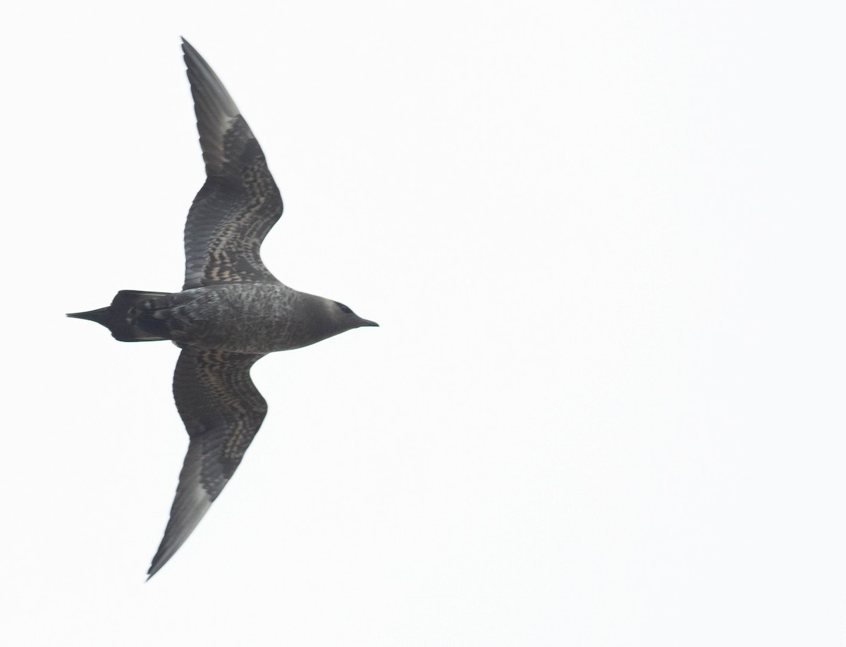 Parasitic Jaeger - ML178461391