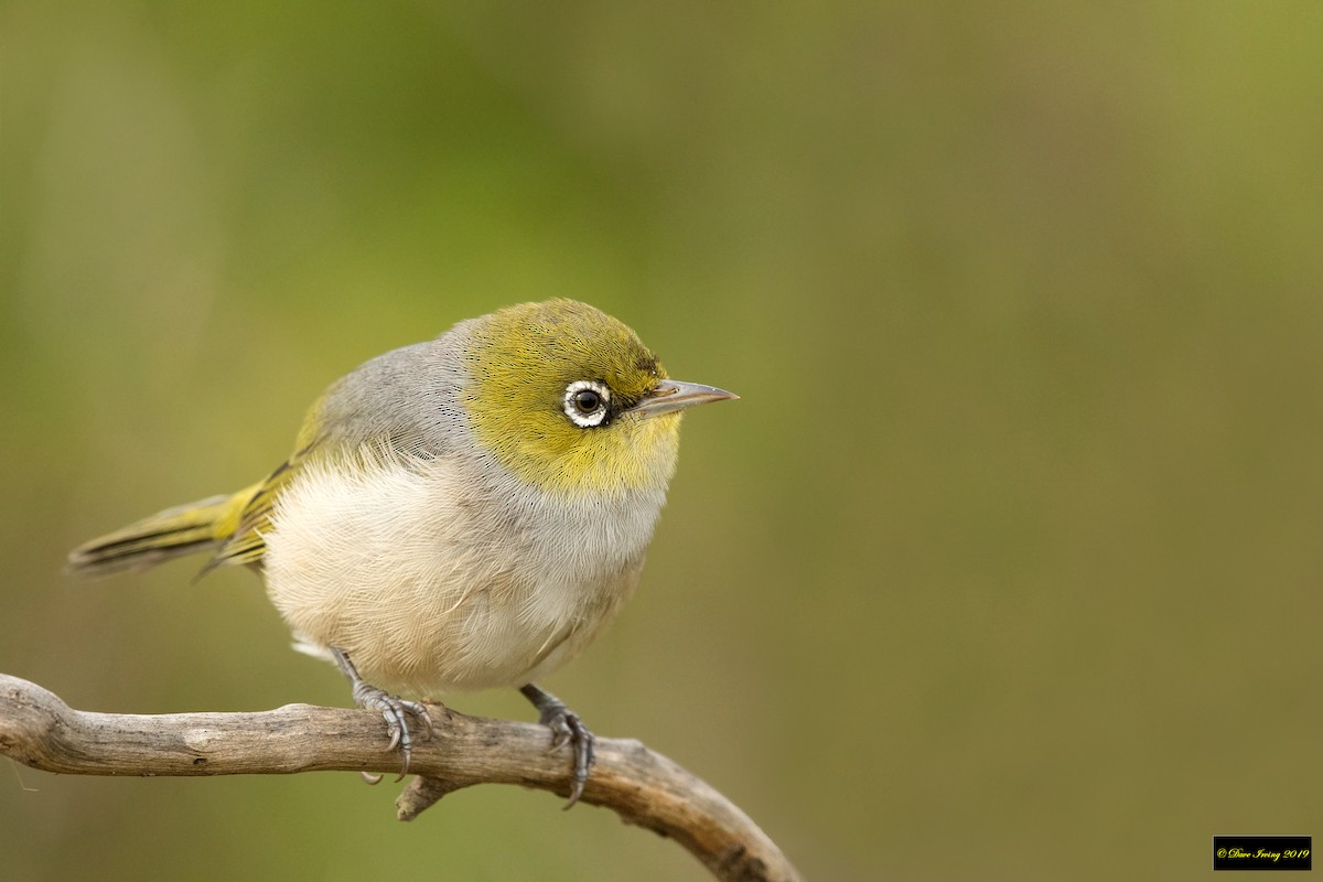 Zostérops à dos gris - ML178462291