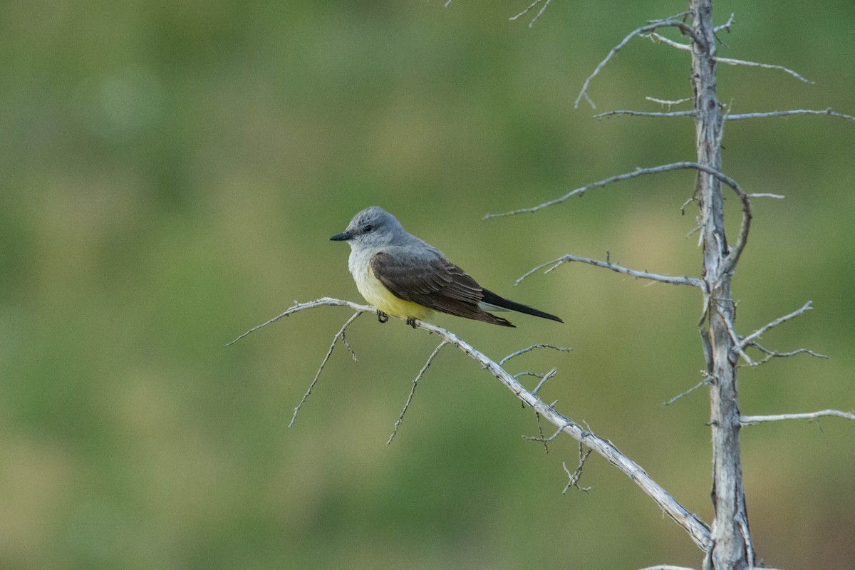 Western Kingbird - Joshua Little