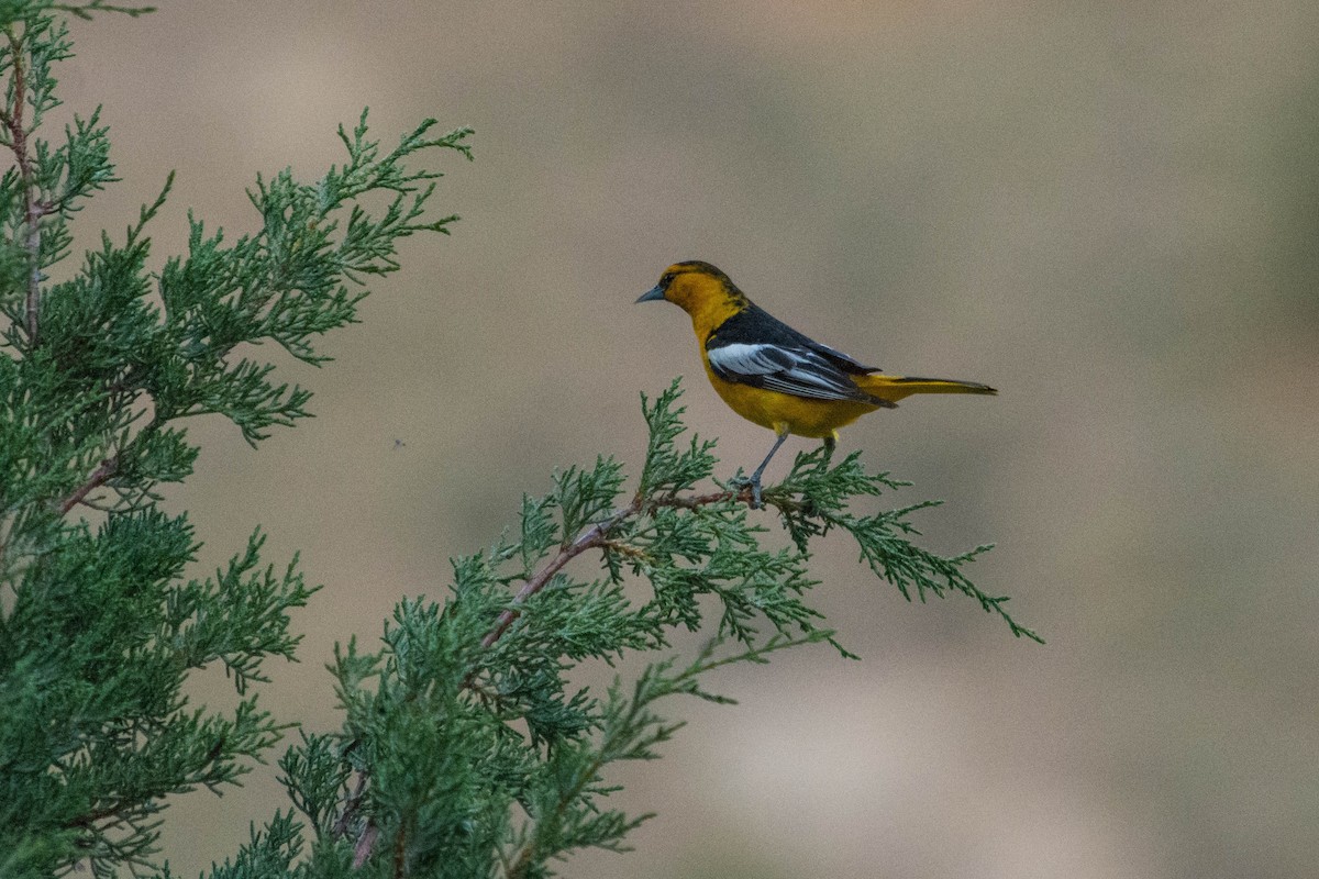 Bullock's Oriole - Joshua Little