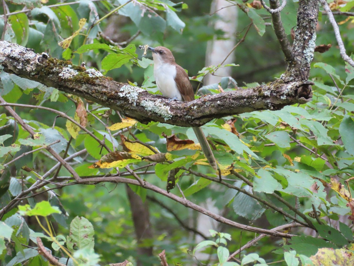 Black-billed Cuckoo - ML178465361