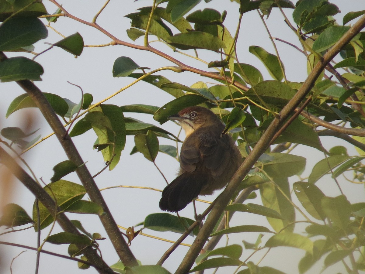 Moustached Grass-Warbler - ML178465481