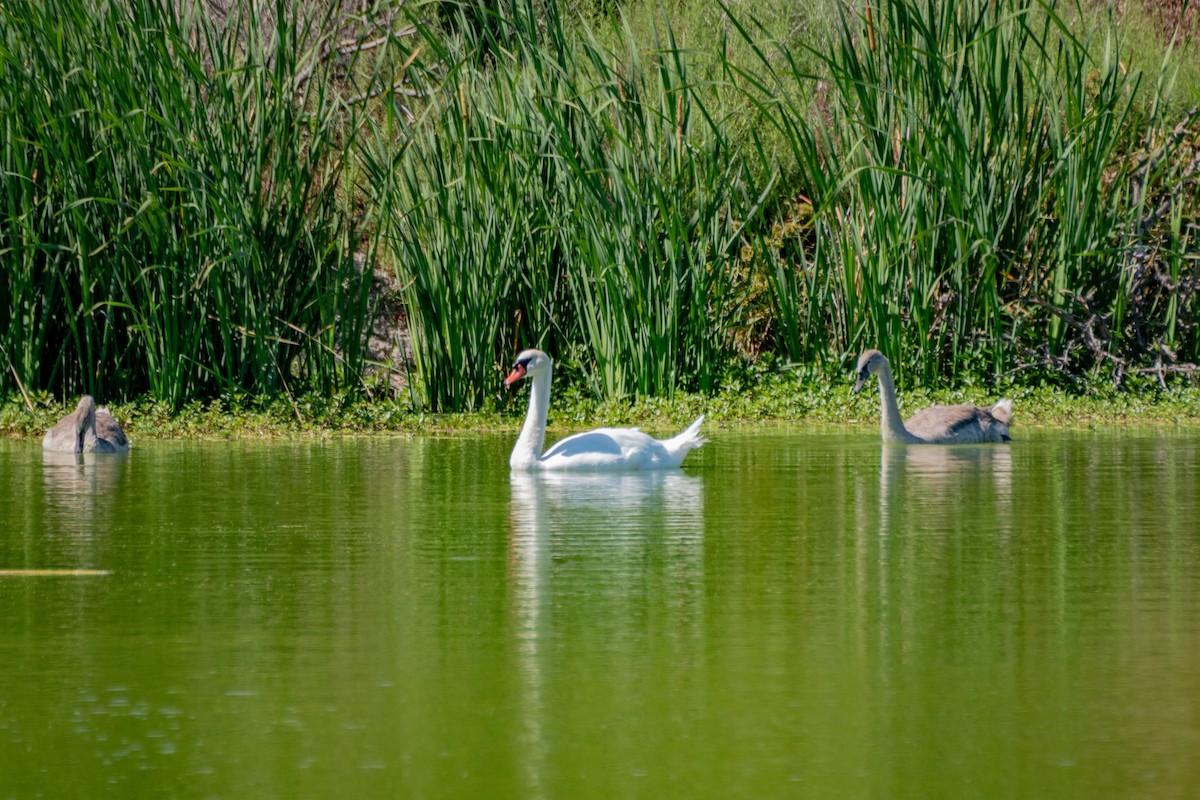 Mute Swan - ML178465541